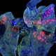 mouse lungs